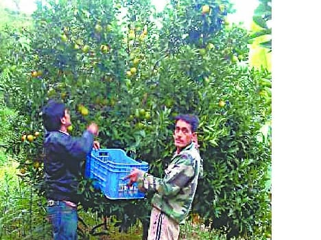 Parveen made farming business